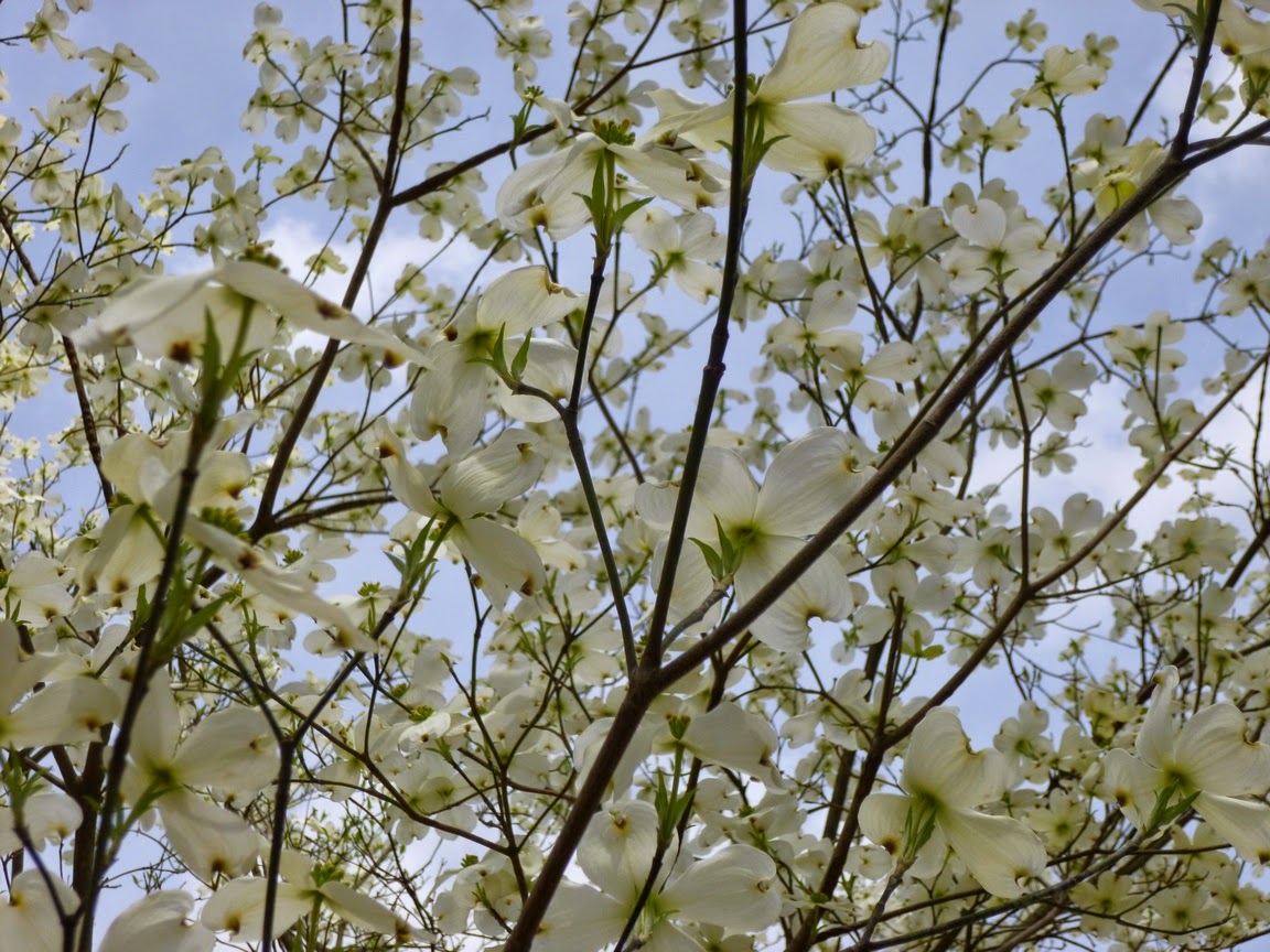 Cornus florida "Xanthocarpa" full of white flowers