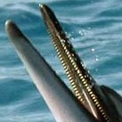 The spinner dolphin has the most teeth