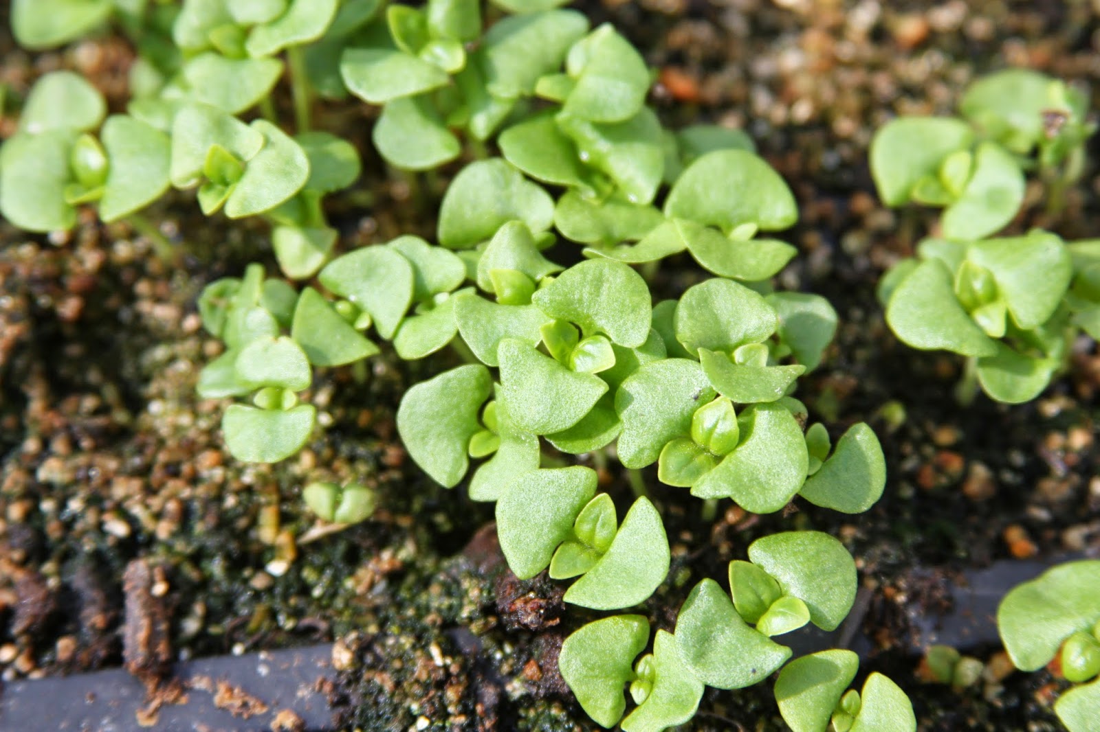 Beefsteak Begonia Propagate Stem Cuttings