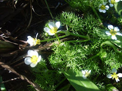 Batrachium trichophyllum – Włosienicznik skąpopręcikowy (jaskier skąpopręcikowy)