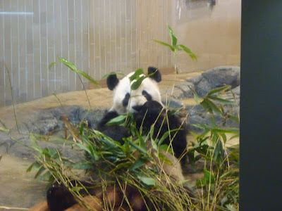 pando ĉe la bestoĝardeno de Ueno