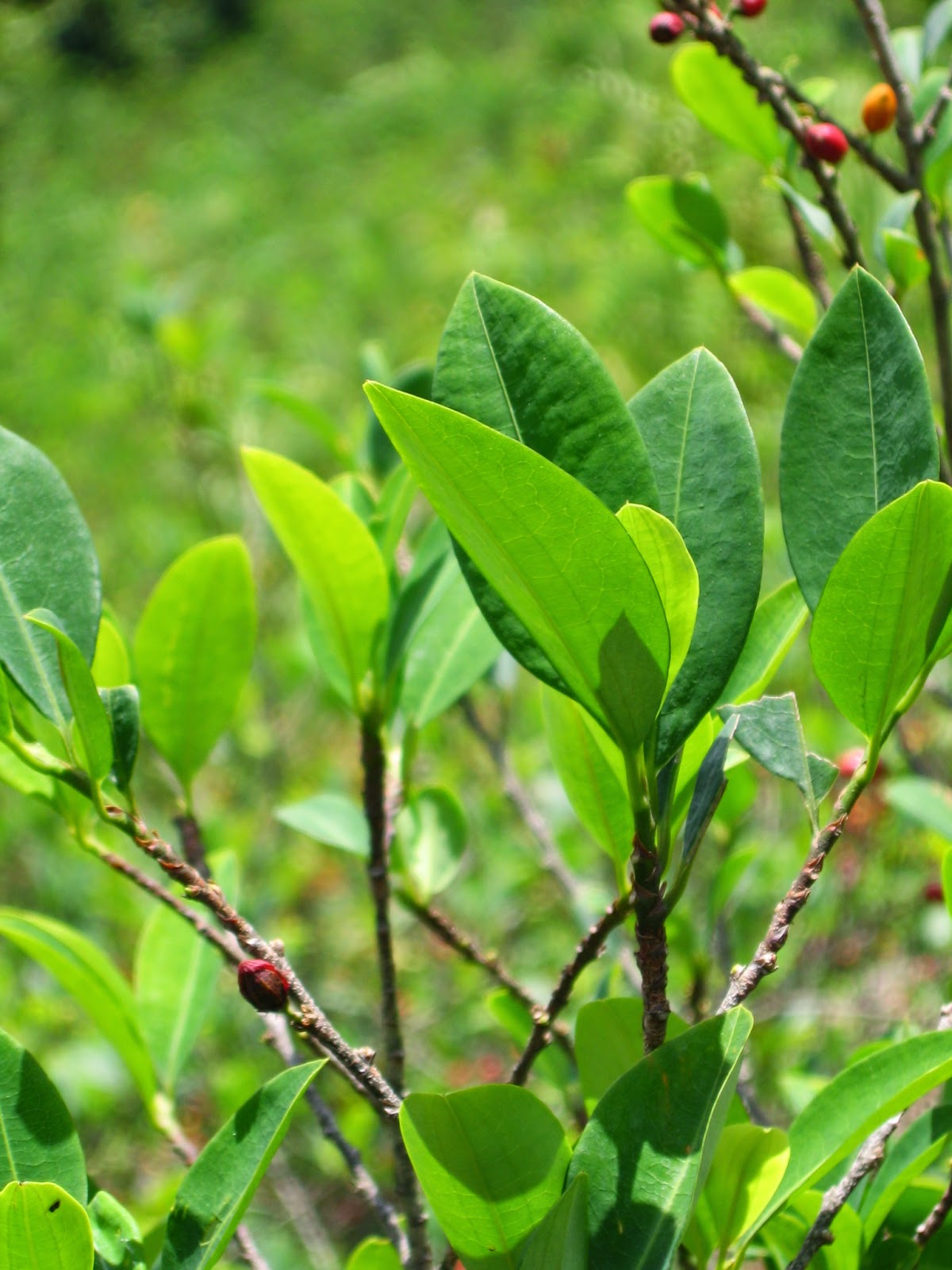 BOLIVIA JAMAS RENUNCIARA A SU MAR..!!! AUTORIDADES ENCONTRARON EL PRIMER PLANTÍO DE HOJAS DE