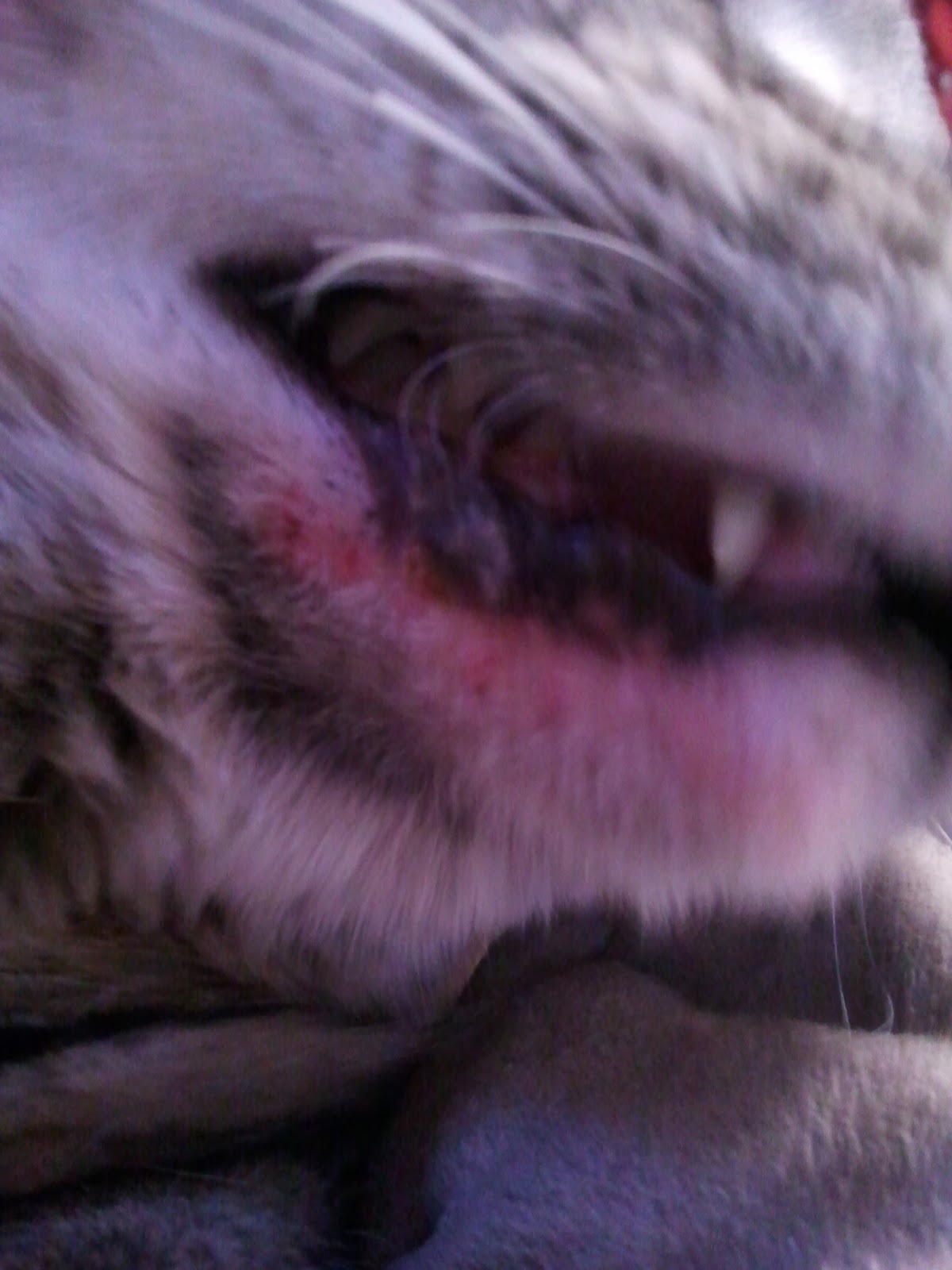 cheryl in space My Cat's Tumor Pt. 2 (Graphic Images)