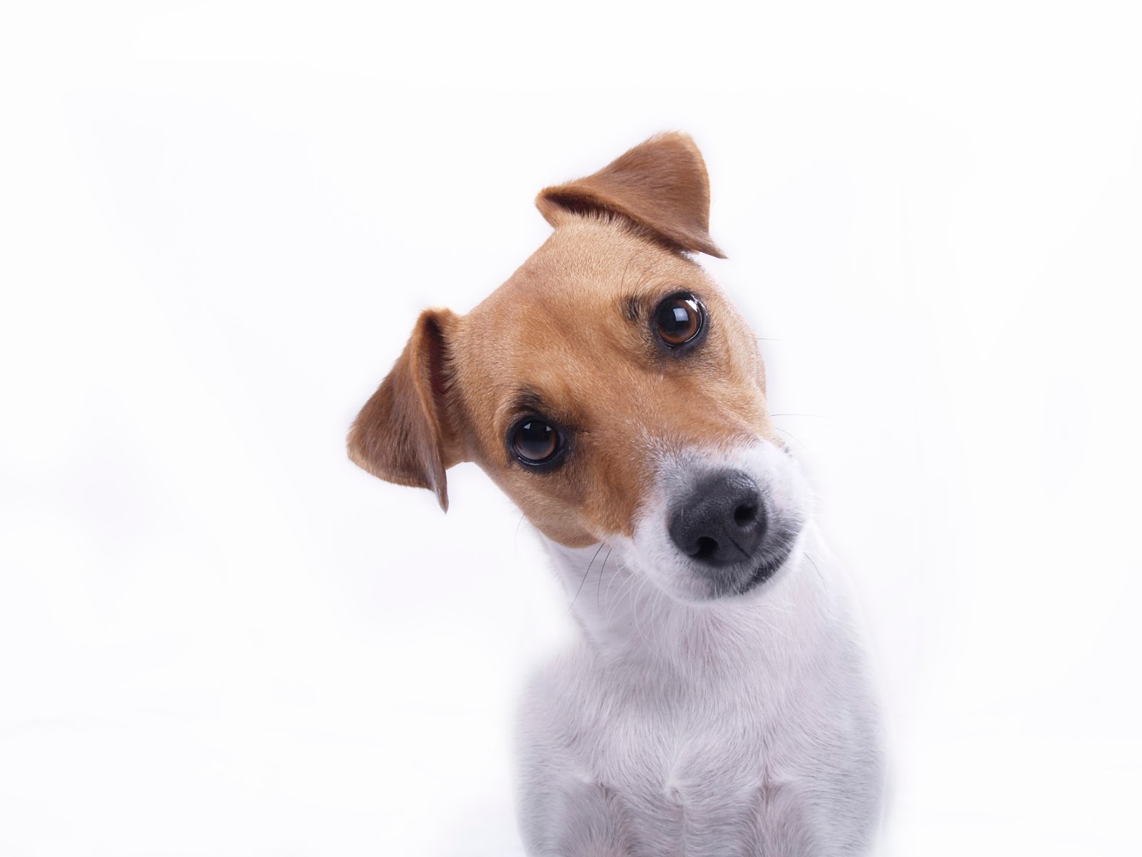 Why Do Dogs Tilt Their Heads? Bregman Vet Group