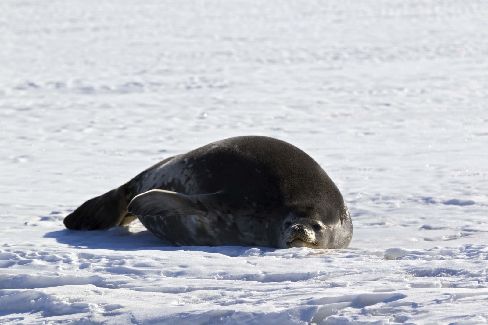 OmniTerra Ice Animals