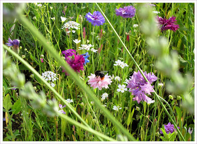 Wiesenblumen Kornblumen