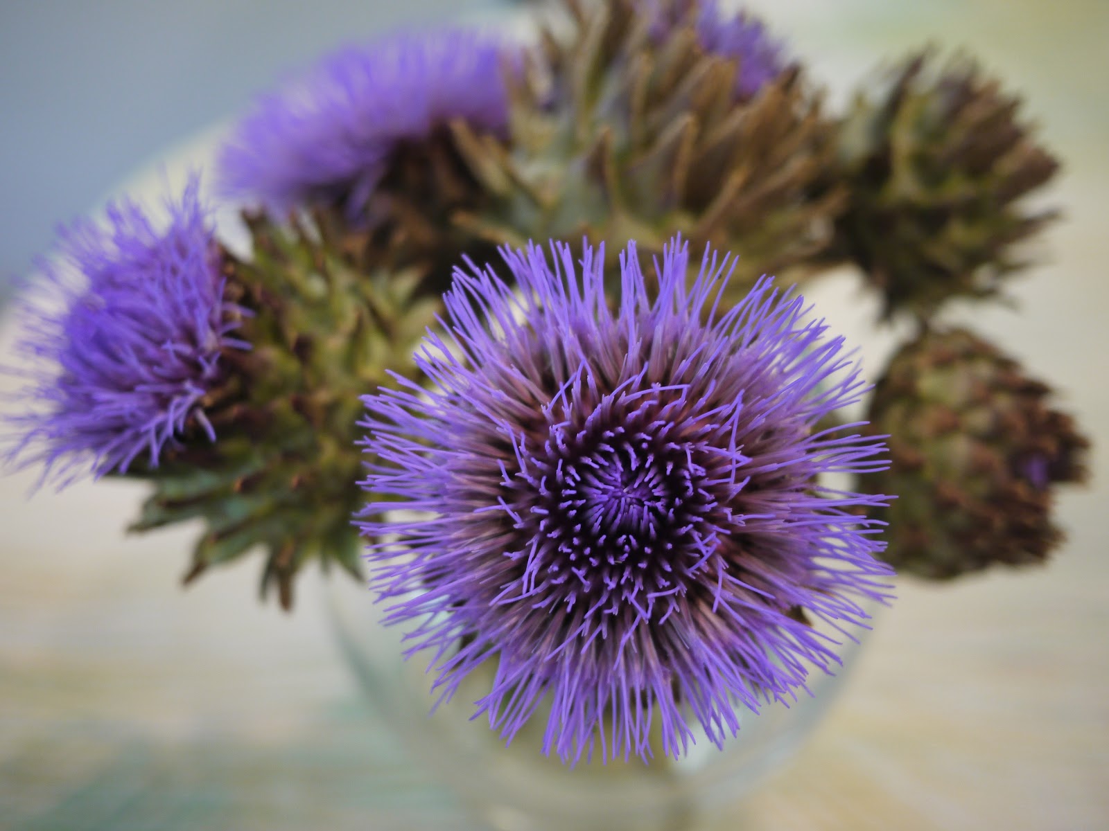 Little Hiccups Artichoke Flowers