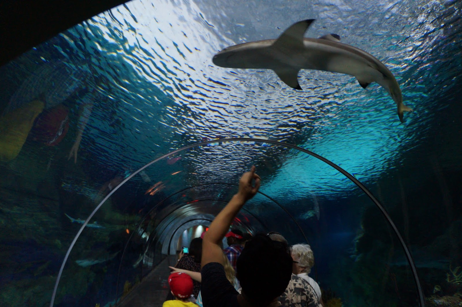 SeaWorld San Diego Guide