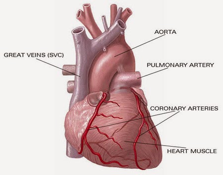 Organ Penyusun Sistem Peredaran Darah Manusia Promion Organ Penyusun Sistem Peredaran Darah Manusia Promion
