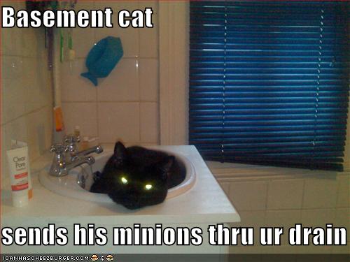 basement-cat-minions-drain.jpg