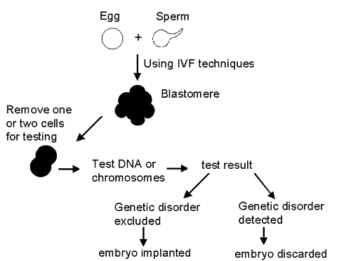 how does genetics work with babies