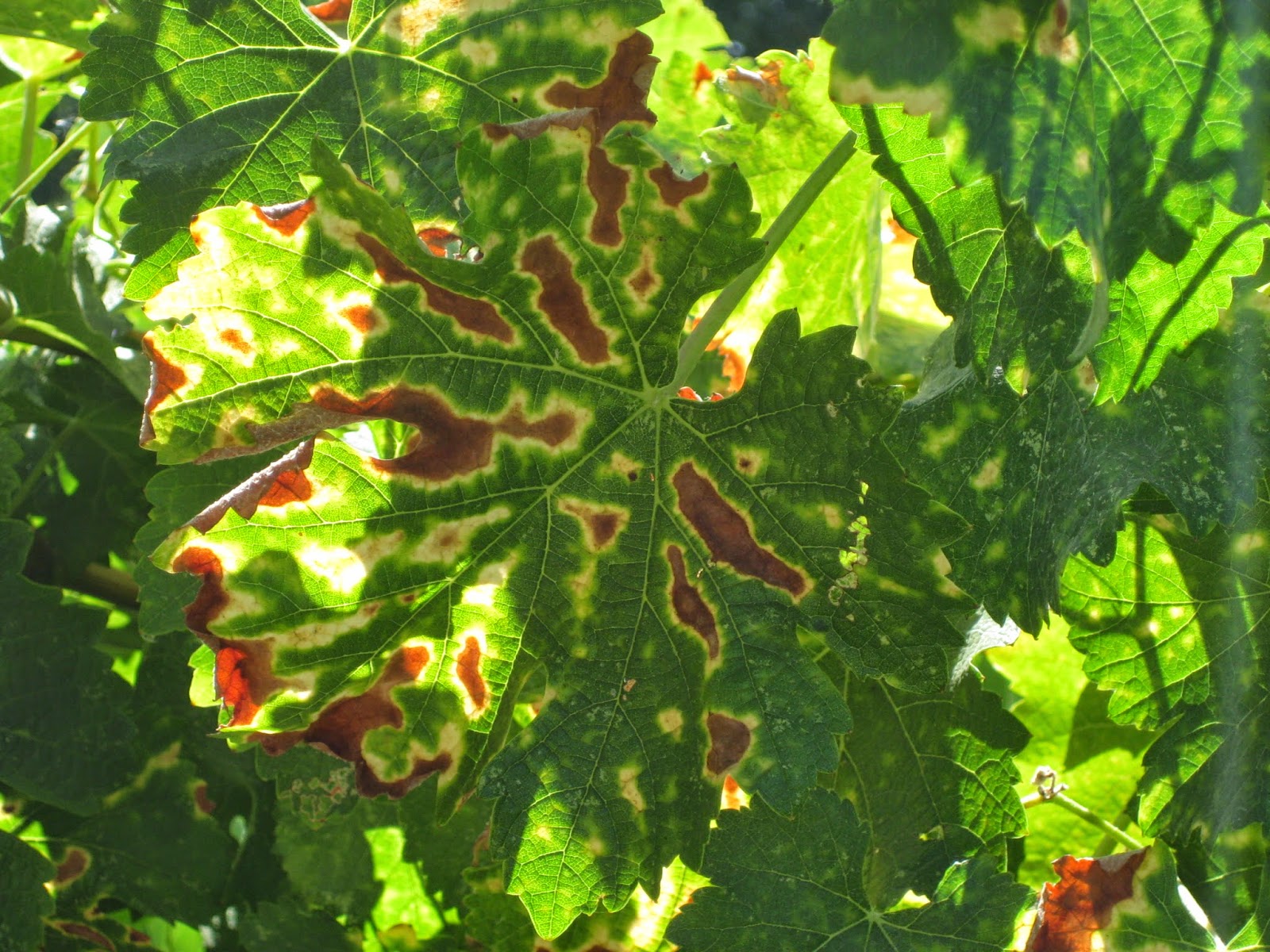 Virginia Grape Disease Updates Trunk Disease Projects