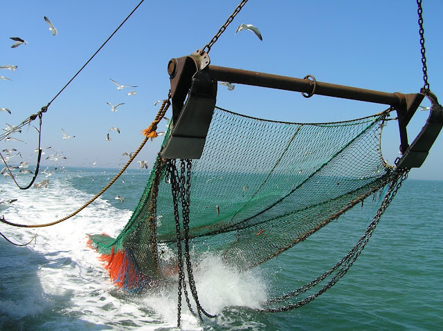 el robalo pesca de