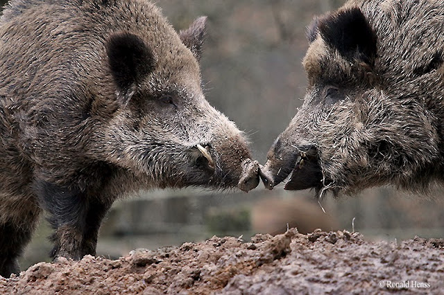 Tiere, Tierfotos, Säugetiere, Wildschwein