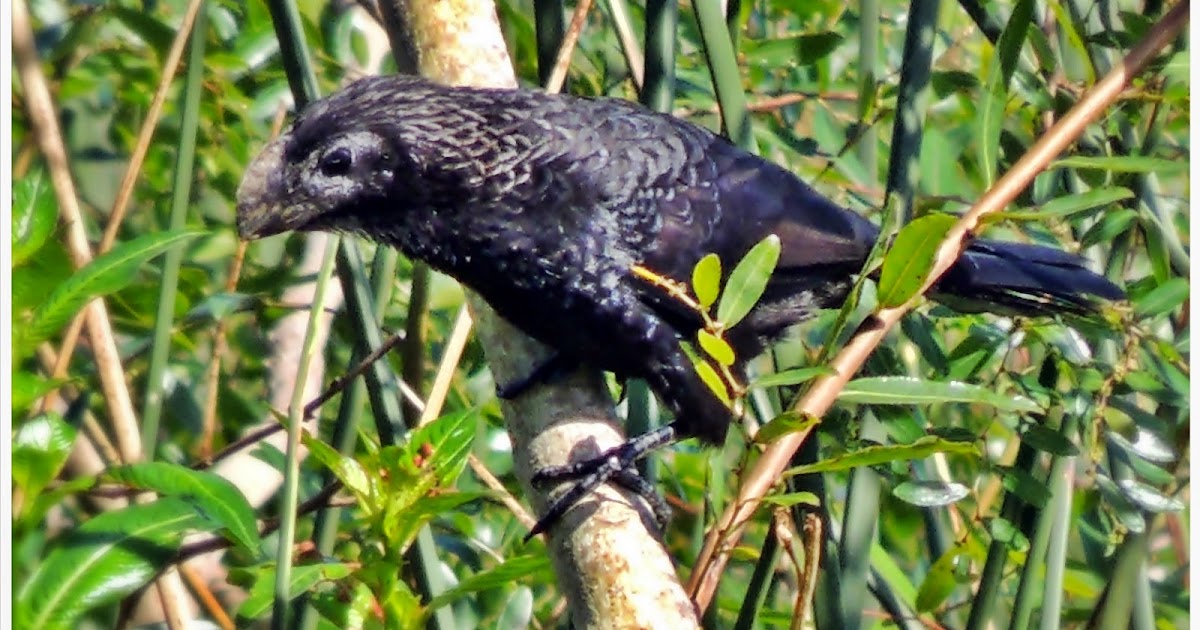 Pássaros e nossa terra Anupreto *** Crotophaga ani Linnaeus, 1758