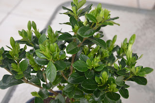 Gardenia Bonsai Tree 5