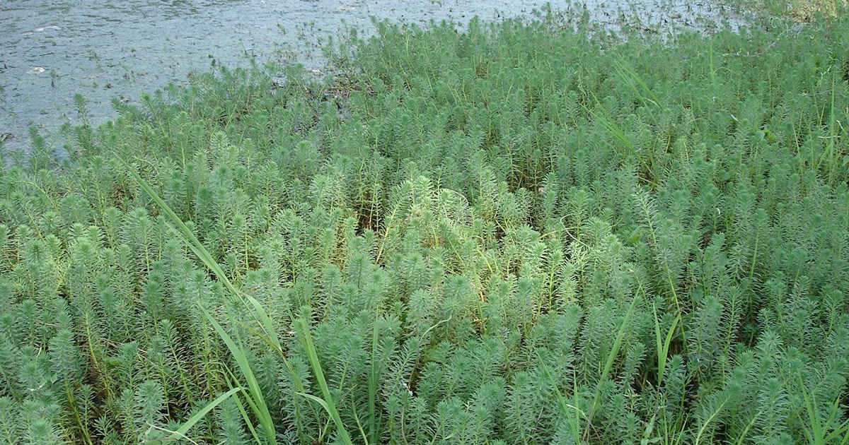 Center for Invasive Species and Ecosystem Health Montana Adds Three