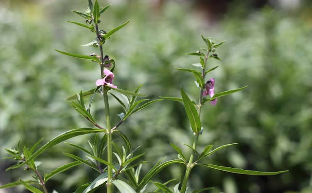 Angelonia Flowers Pictures