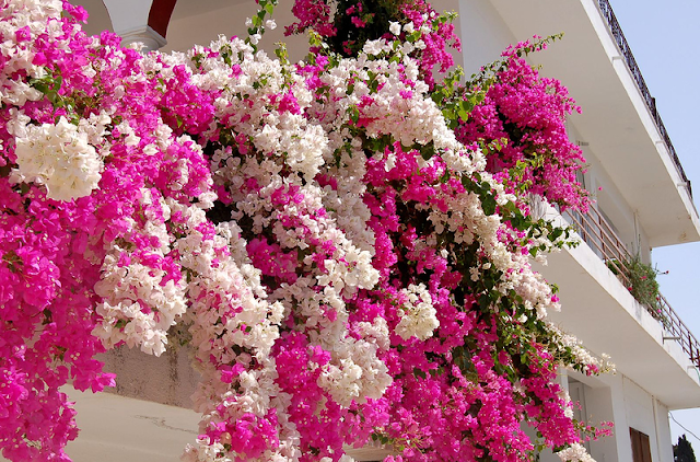 Bougainvillea