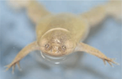 frog mutating flat worm frog mutating flat worm