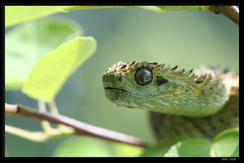 Atheris hispida, entre flores