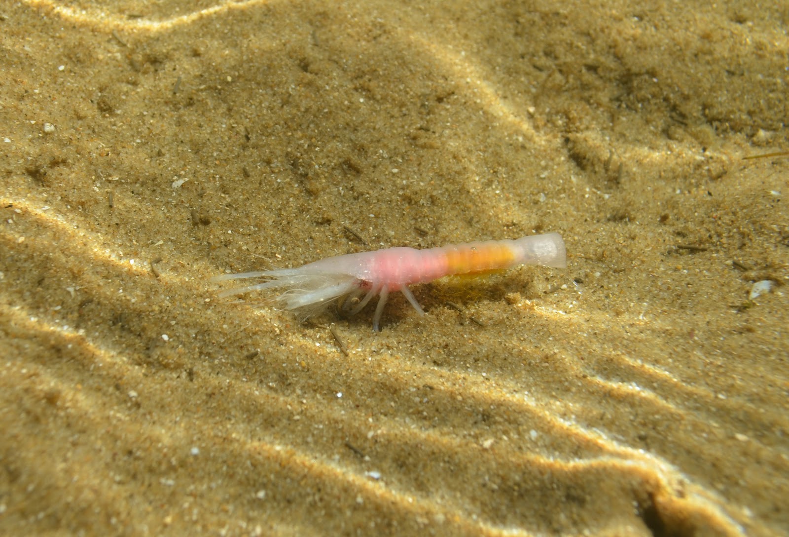 born to fly fish Sand Prawn JAM fly