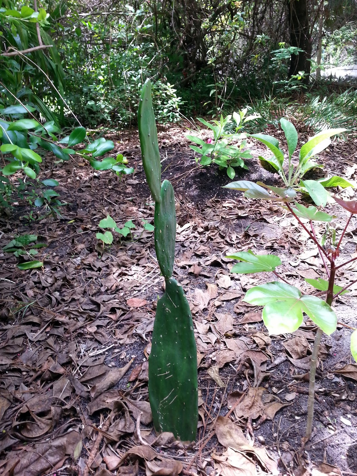 Sheila�s Little Experiments Dragon Fruit, UnPrickly Pear