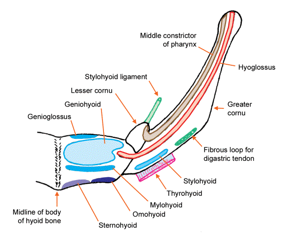 All In Nursing 4 Nursing Students..!!: July 2012