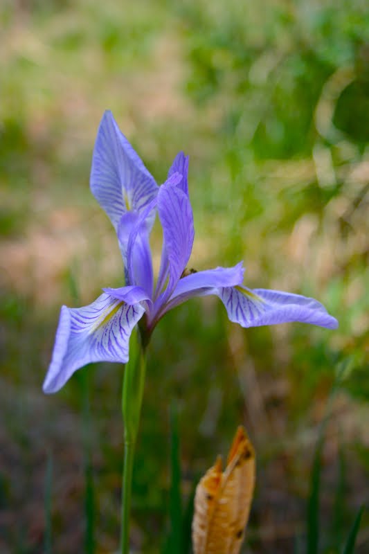 Colorado Lifestyle Wild Iris