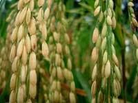 khasiat merang padi