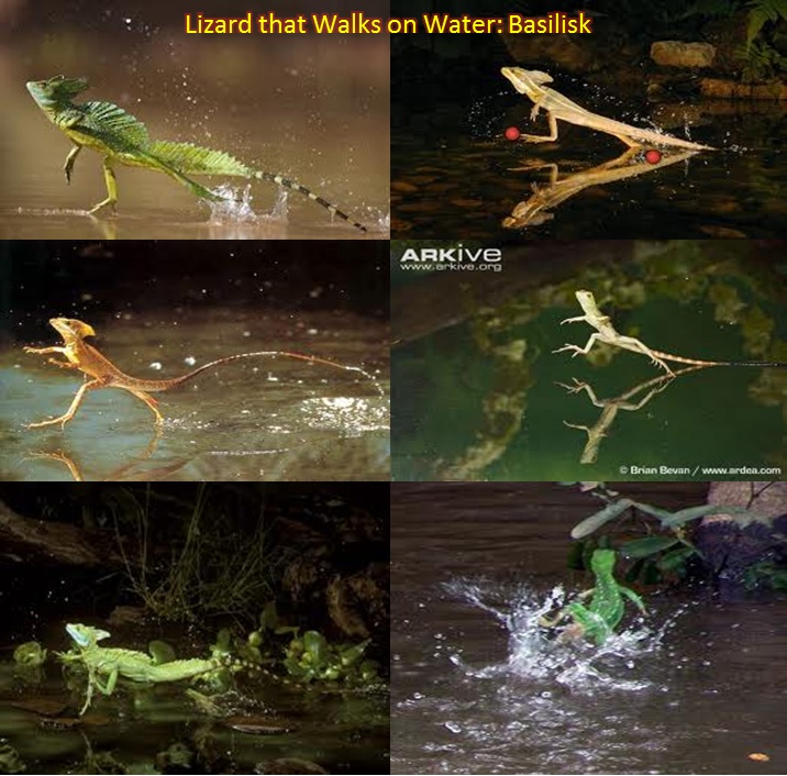Harun Yahya Pakistan Lizard that Walks on Water Basilisk