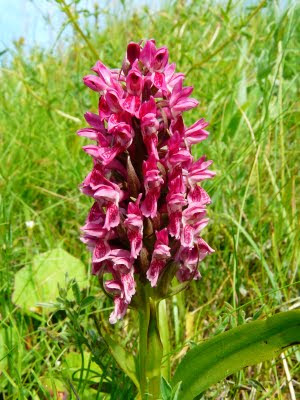 Early Marsh Orchid, Birkdale