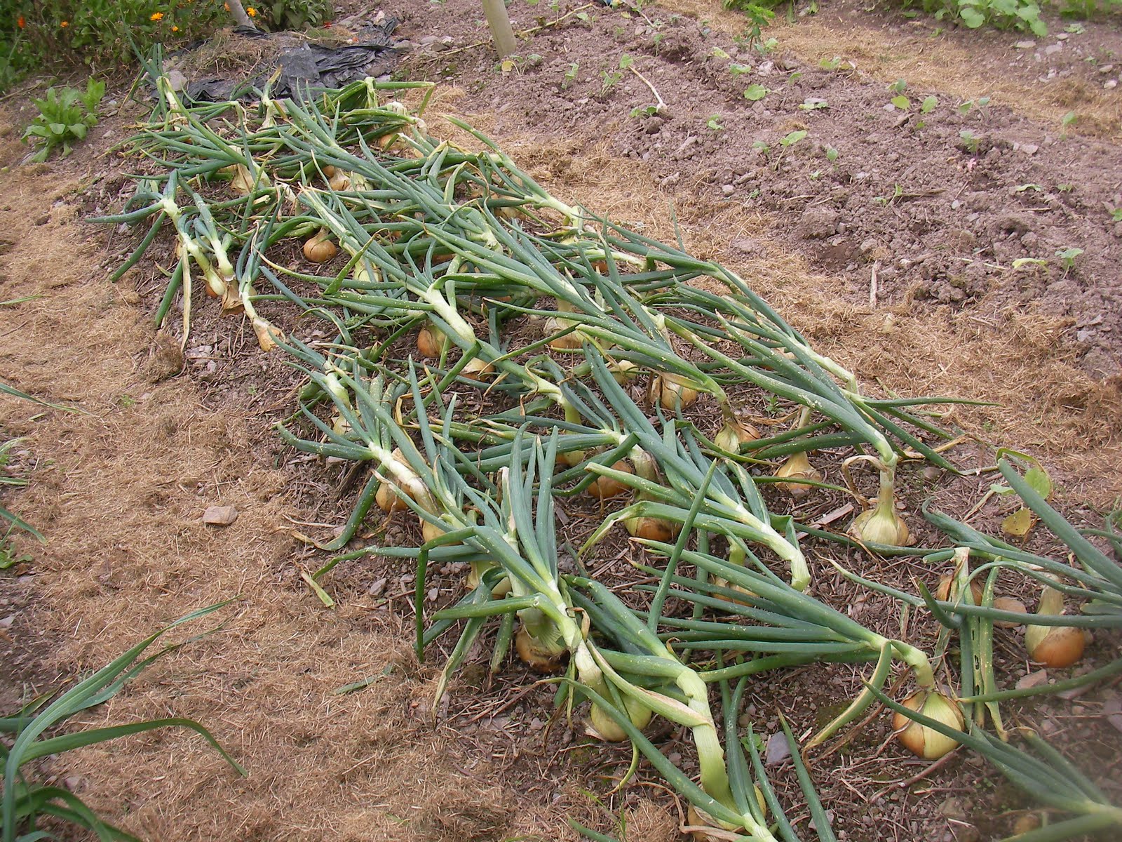 Brown Envelope Seeds Growing onions from seed