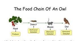 do most food chains have 8 or more links