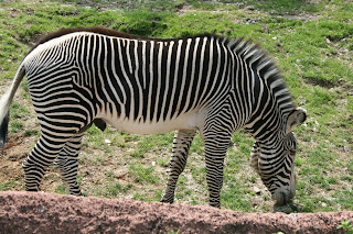 Confessions- Speaking the Word of God: June 2011