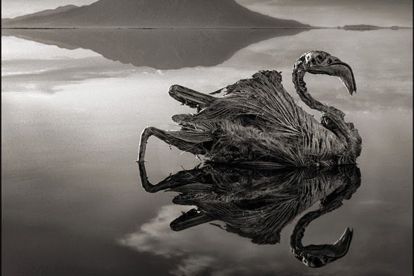 lake natron tanzania facts lake natron tanzania facts