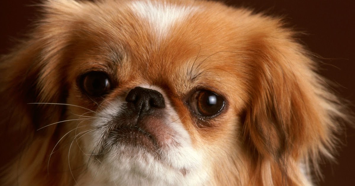 Baby Dog Pictures Dogs Wallpaper | Animal Photo