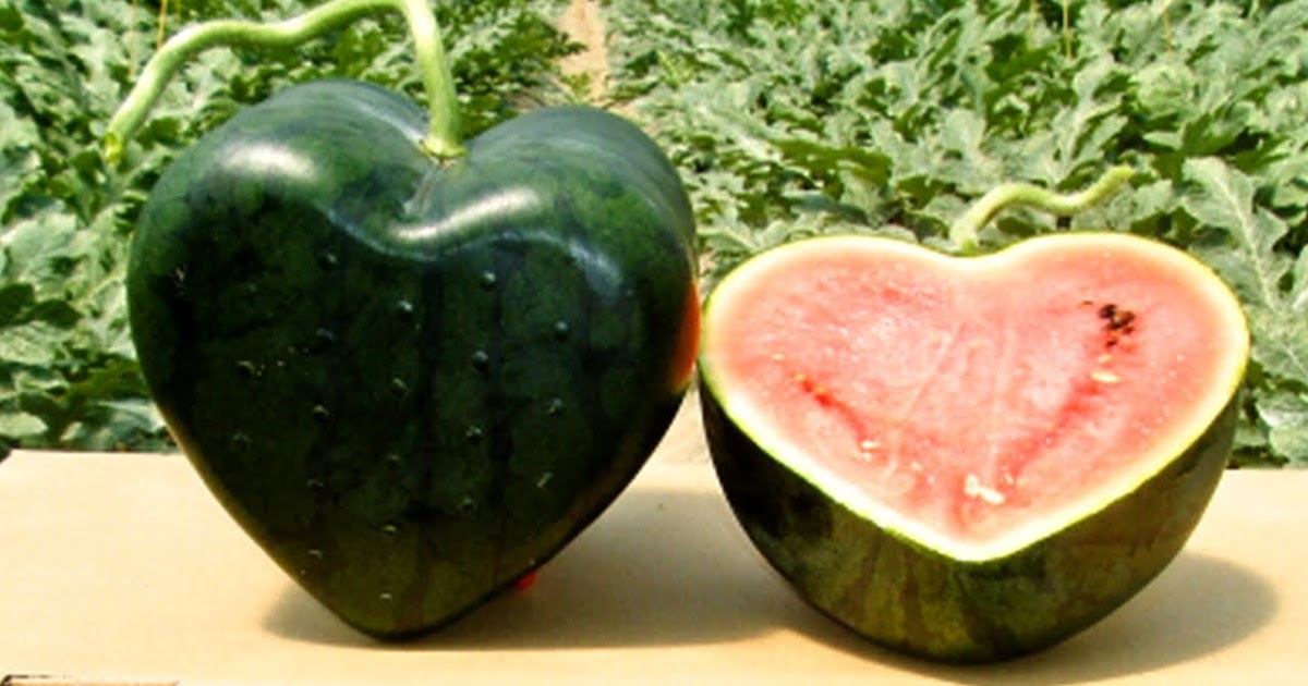 Best of nature Unique heartshaped watermelon