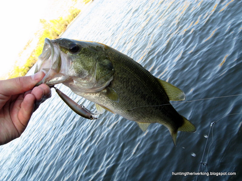 Canyon Lake Bass Fishing Hunting the River King
