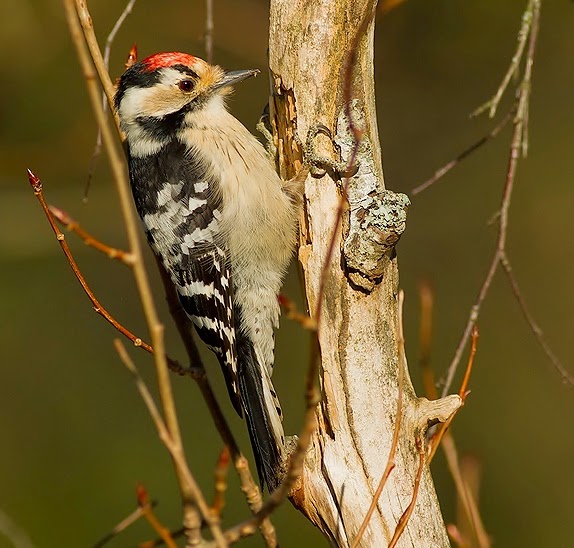 Lesser Spotted Woodpecker in pair