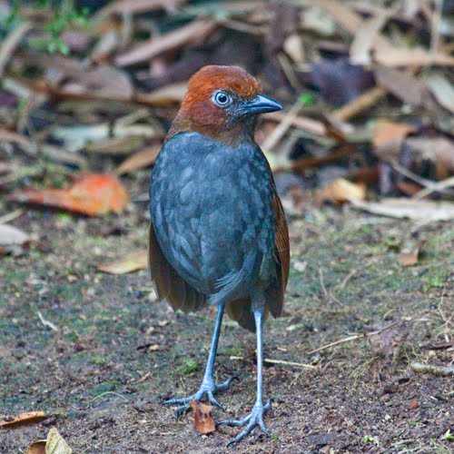 Chestnut-naped Antpitta