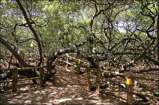 Thousand Year Old World S Largest Cashew Tree Maior Cajueiro Do