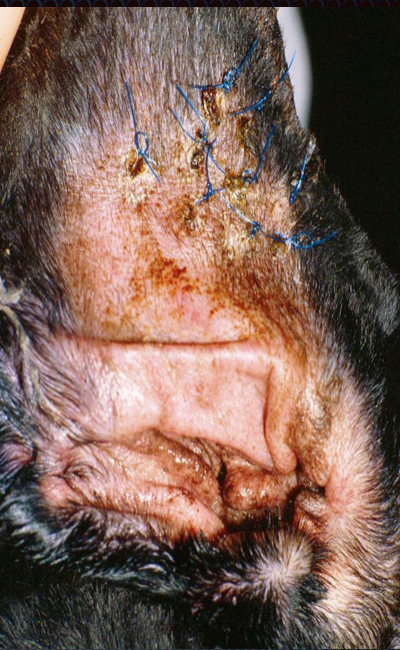 aural haematoma in dog aural haematoma in dog
