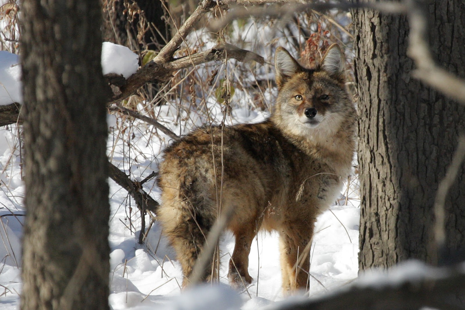 Environmental Almanac: Appreciating Illinois Coyotes [from the archive]