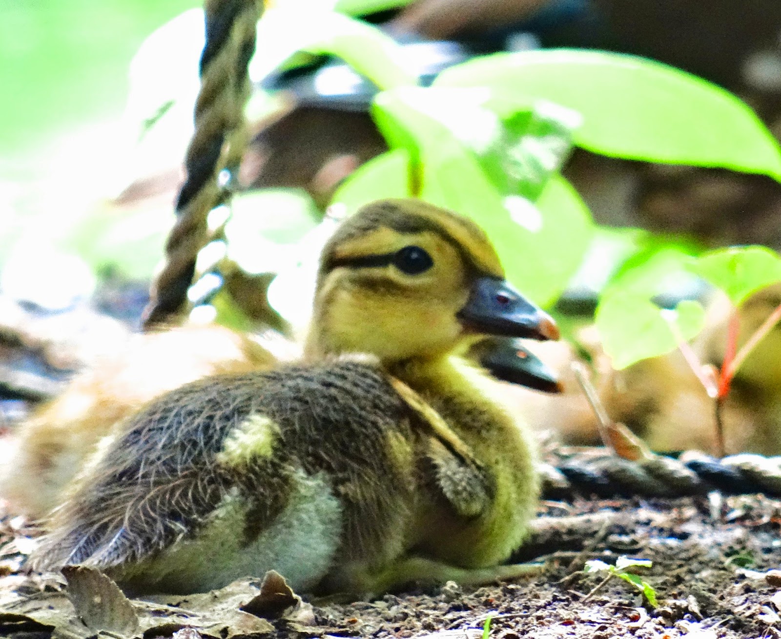 The Image Makes Me Happy!! やっと登場オシドリの親子〜Mandarin Duck's Baby at last!!