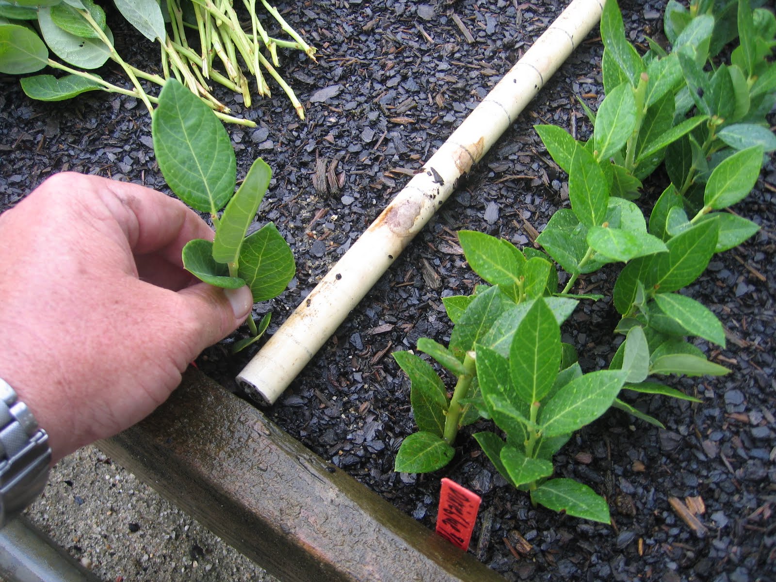 The NC Blueberry Journal Collecting softwood cuttings