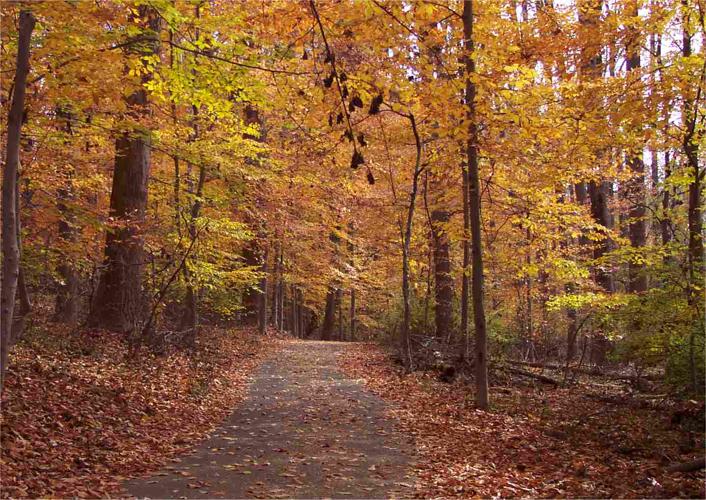 My Virtual Maryland Garden Woodland with beech trees in autumn color