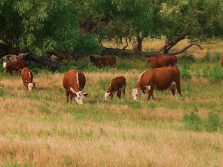 Happy Mommas and Babies on pasture!