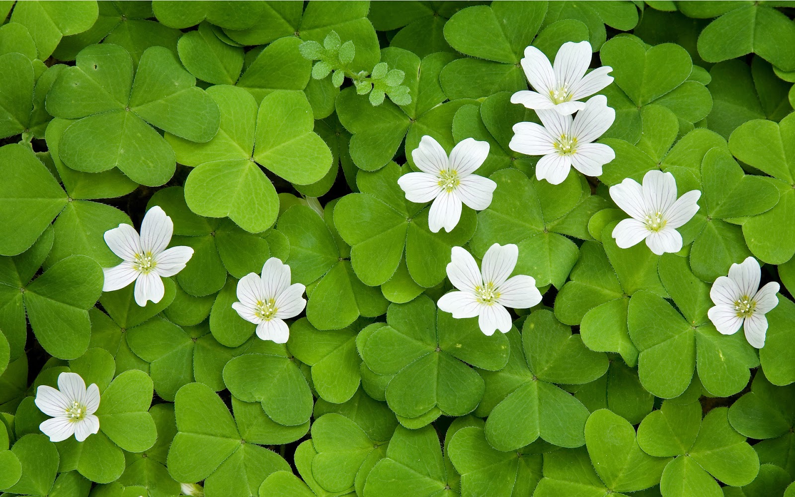 Penn State Extension Philadelphia Master Gardeners Phony Shamrocks