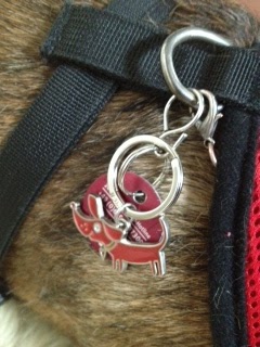 Dackelansichten Eine Uberraschung Die Ratsel Aufgibt